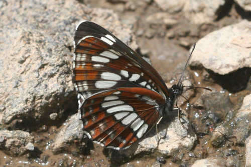 Image of Neptis rivularis ludmilla Nordmann 1851