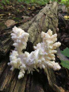 Hericium americanum Ginns 1984的圖片