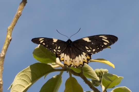 Слика од Ornithoptera richmondia (Gray (1853))