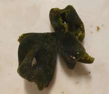 Image of Codium adhaerens