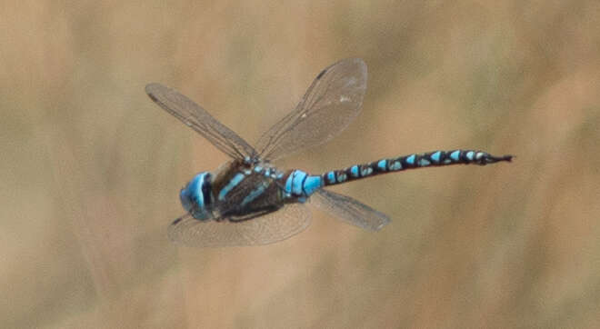 Image of Blue-eyed Darner