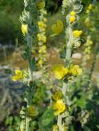 Image of Verbascum gnaphalodes Bieb.