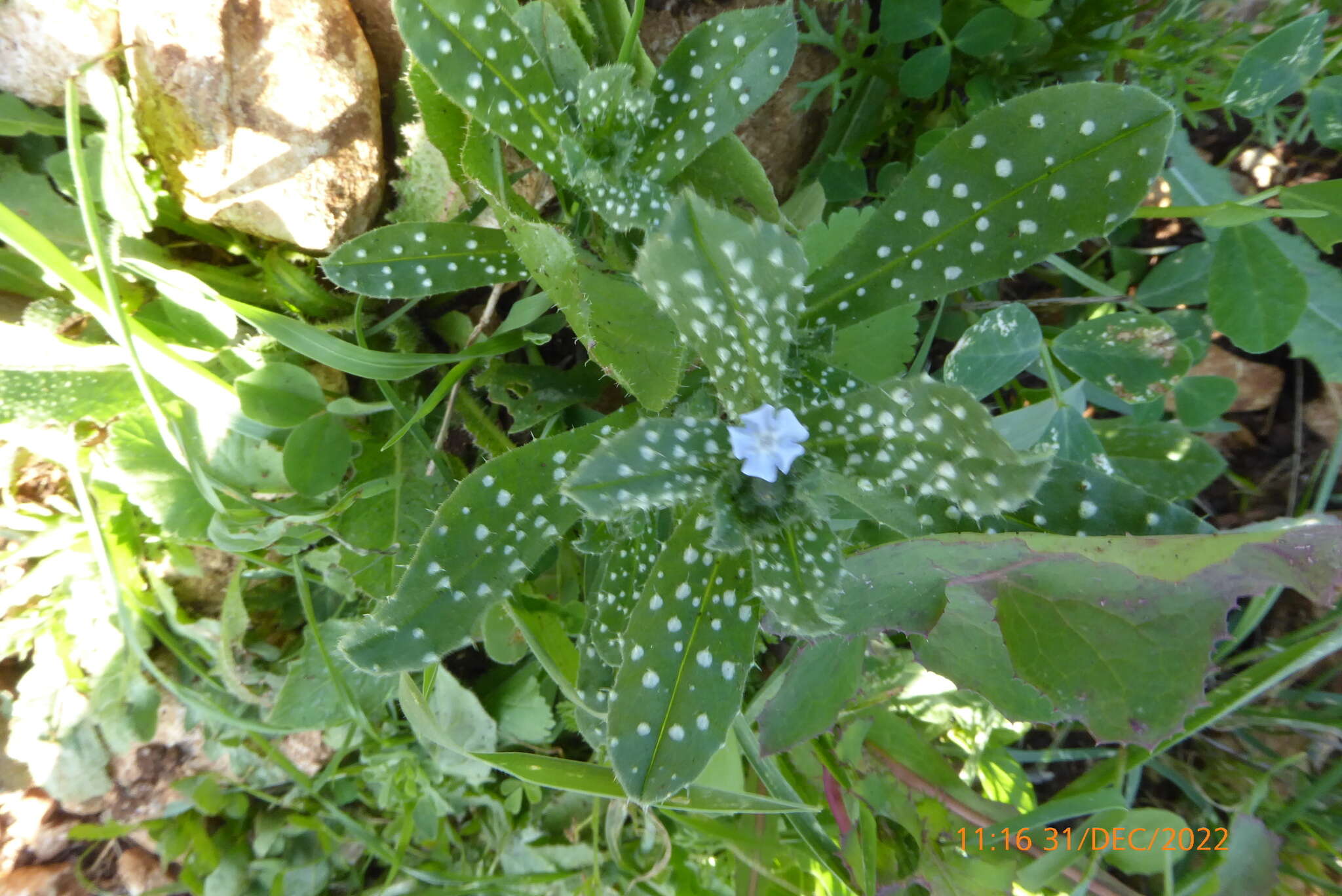 Image of Melanortocarya obtusifolia (Willd.) Selvi, Bigazzi, Hilger & Papini