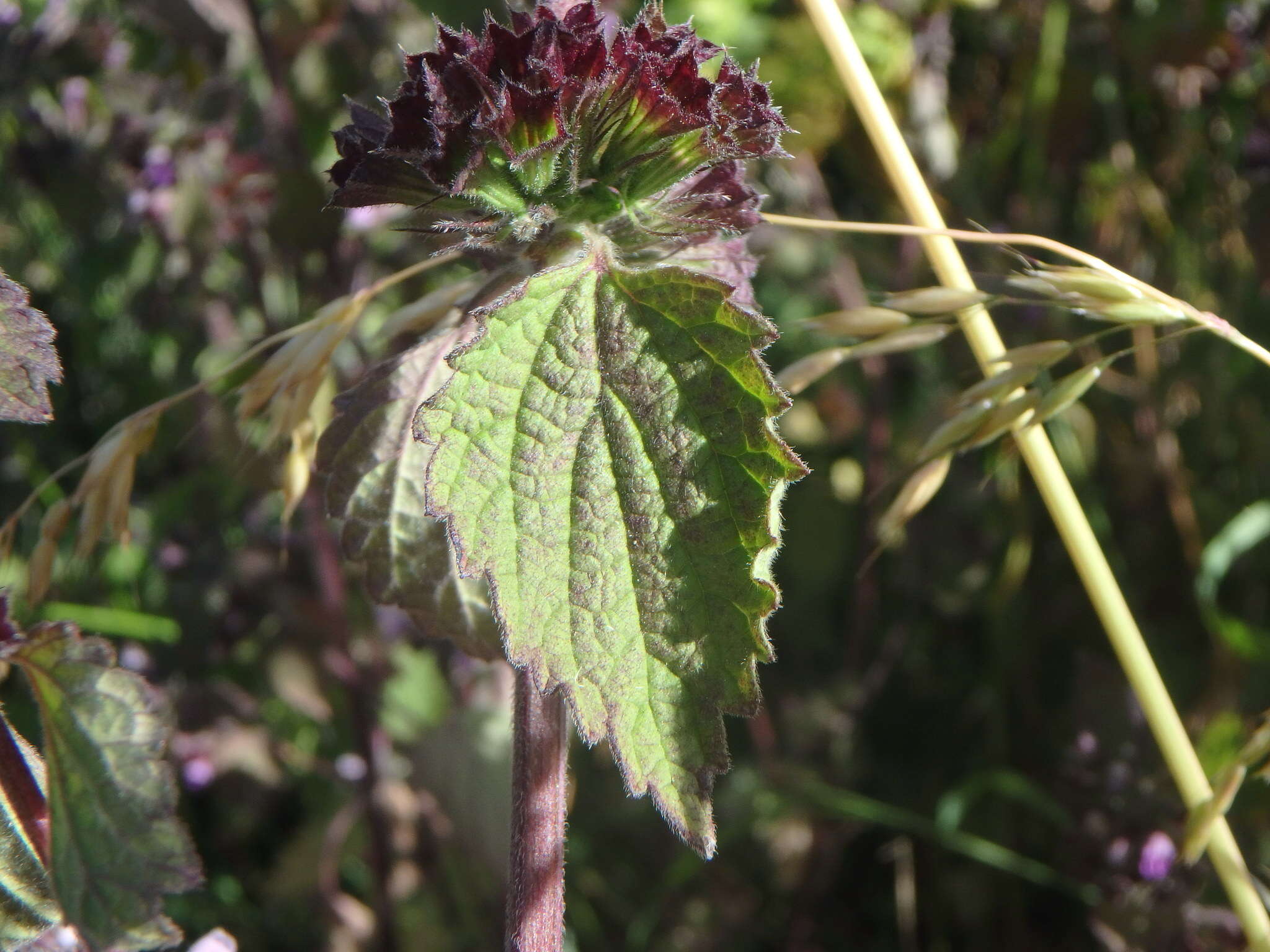 Image of black horehound