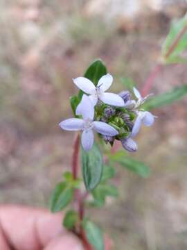 صورة Pentanisia veronicoides (Baker) K. Schum.