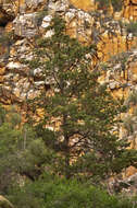 Image of Willowmore Cypress
