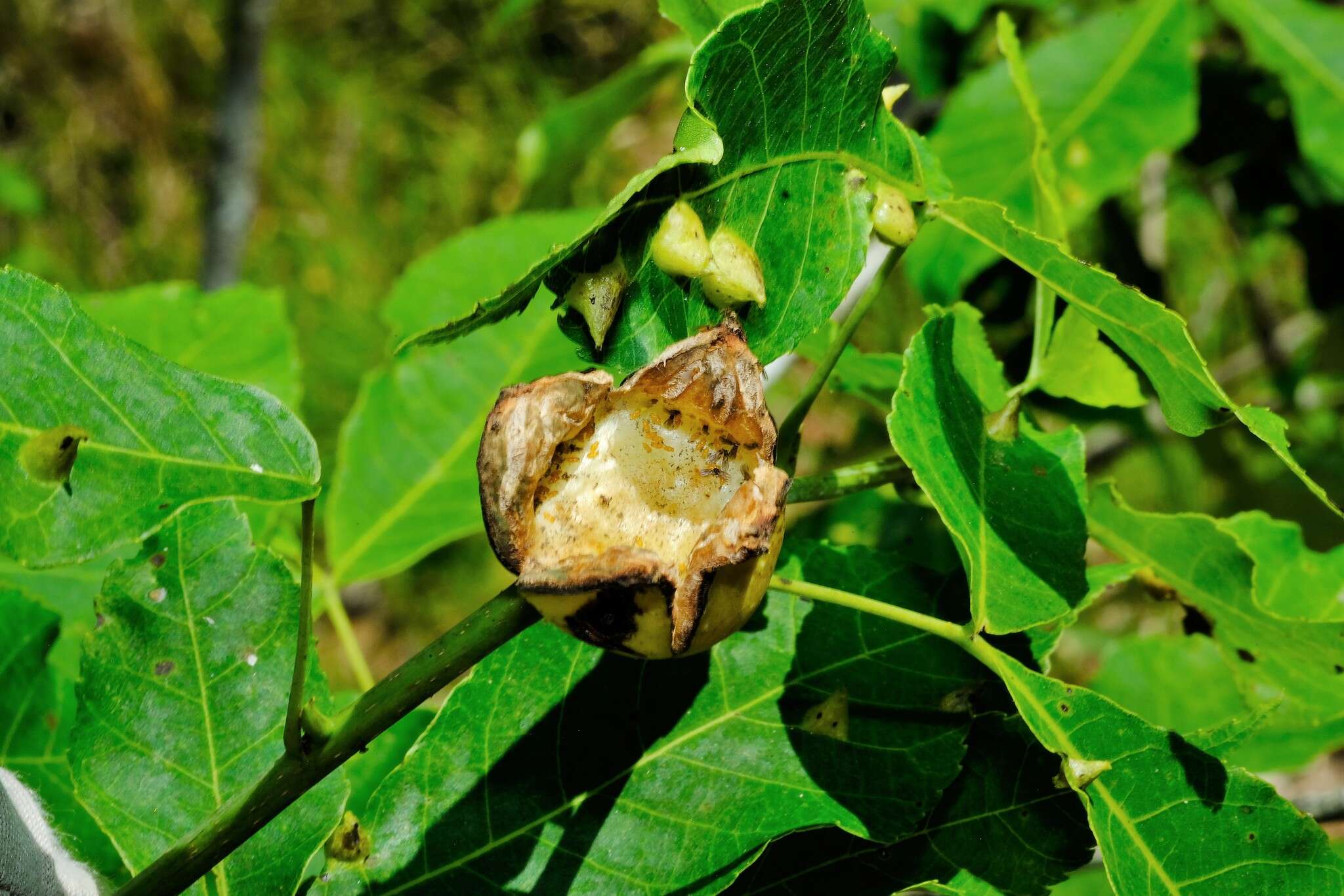 Image of Phylloxera caryaecaulis (Fitch 1855)