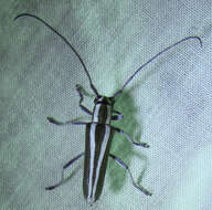 Image of Round-headed Apple Tree Borer