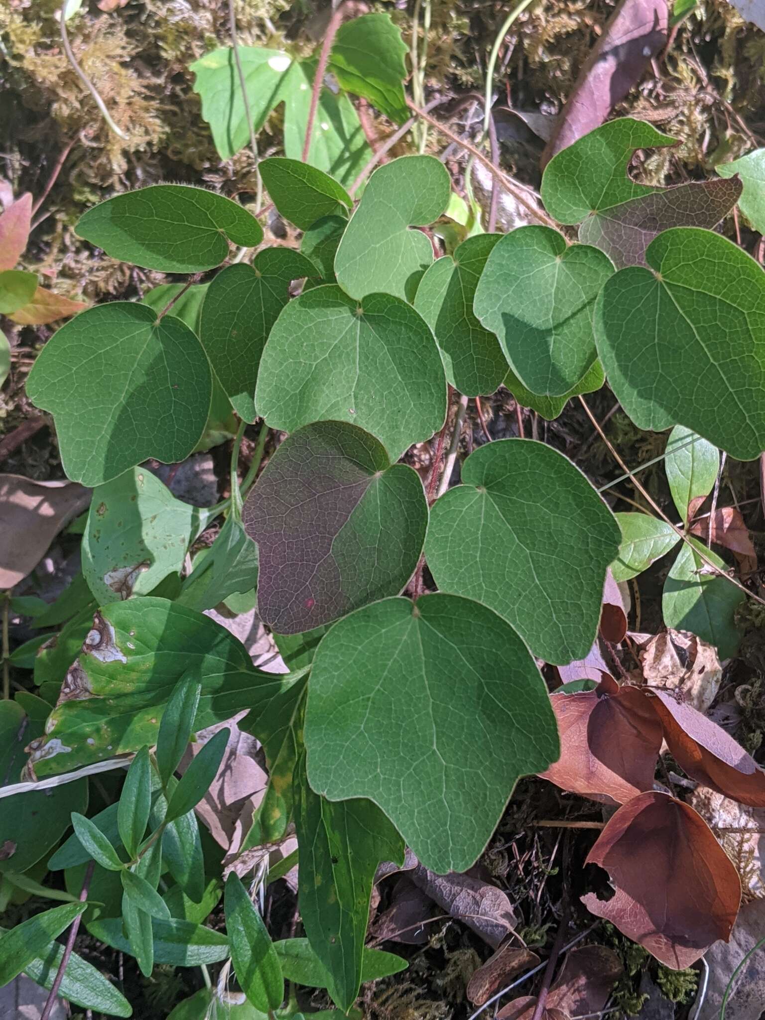 Image of golden insideout flower