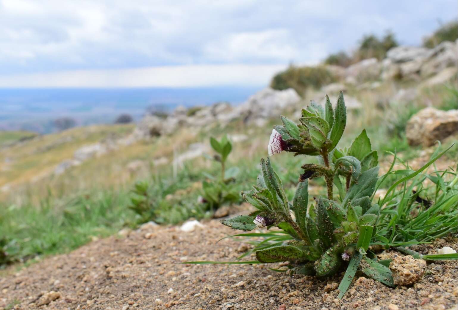 Image of calico monkeyflower