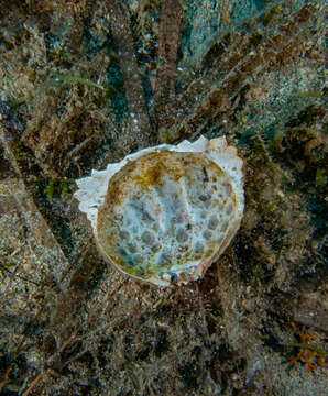 Image of Mediterranean shame-faced crab