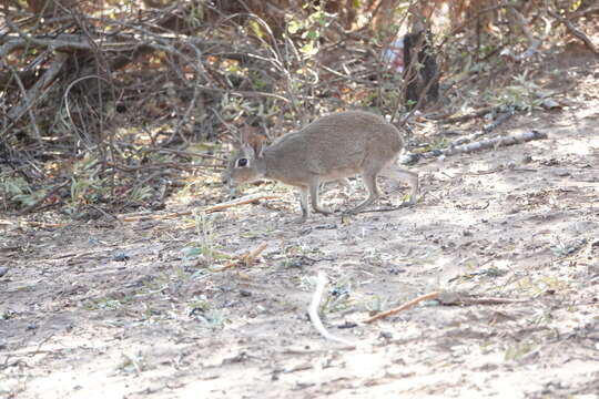 Image of Pediolagus salinicola