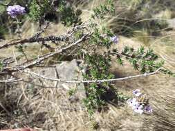 Image of Junellia juniperina (Lag.) Moldenke