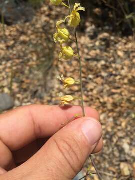 Image of Streptanthus glandulosus subsp. sonomensis (Kruckeberg) M. Mayer & D. W. Taylor