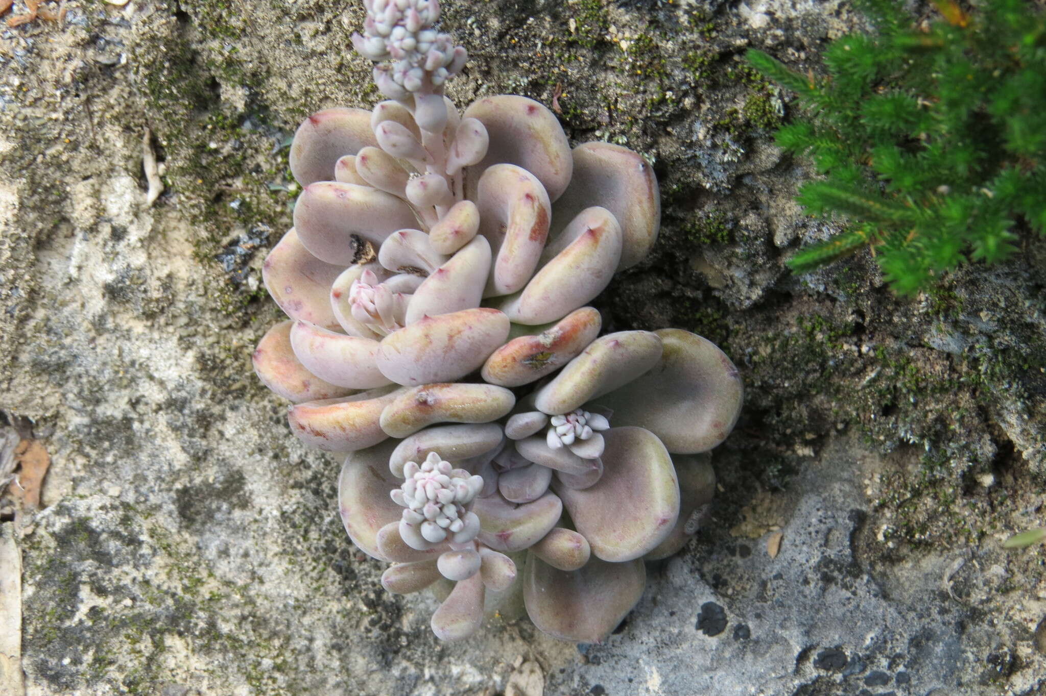 Image of Thompsonella spathulata M. Kimnach