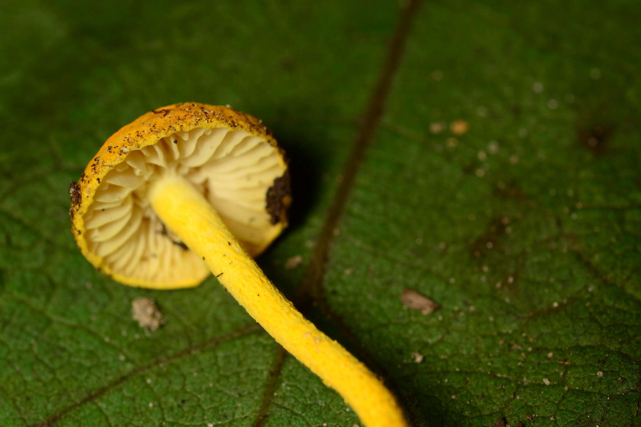 Image de Cyptotrama chrysopepla (Berk. & M. A. Curtis) Singer 1973