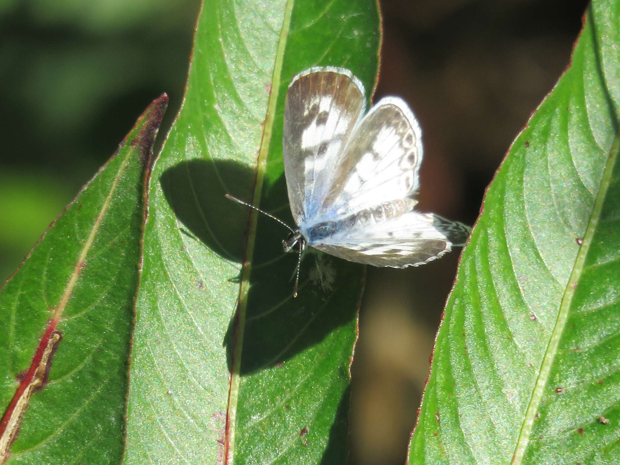 Image of <i>Leptotes <i>cassius</i></i> cassius