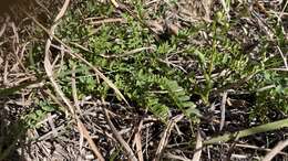 Image of Ozark milkvetch