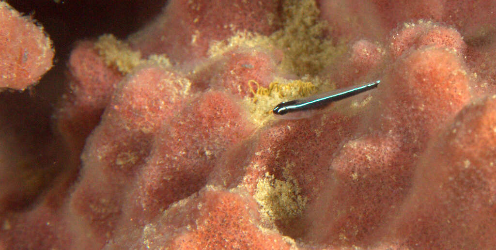 Image of Linesnout goby