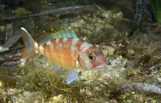 Image of Common Sea Bream