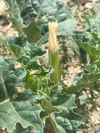 Image de Datura ferox L.