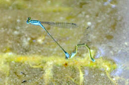 Image of Xiphiagrion cyanomelas Selys 1876