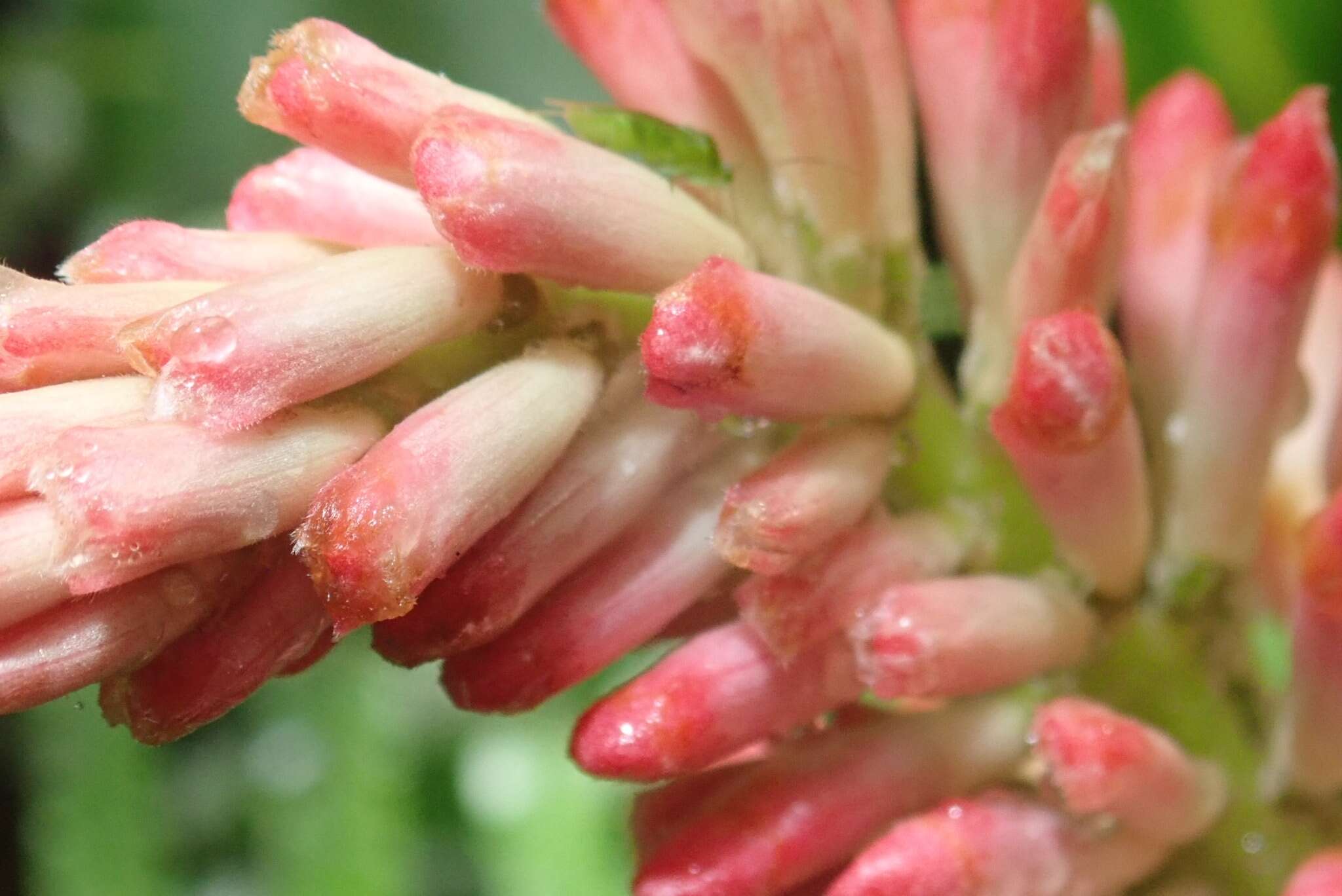 Imagem de Alpinia ilanensis S. C. Liu & J. C. Wang