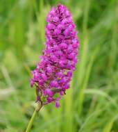 صورة Anacamptis pyramidalis (L.) Rich.