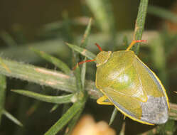 Image of Piezodorus lituratus (Fabricius 1794)