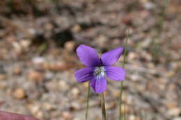 Image of Northern Coastal Violet
