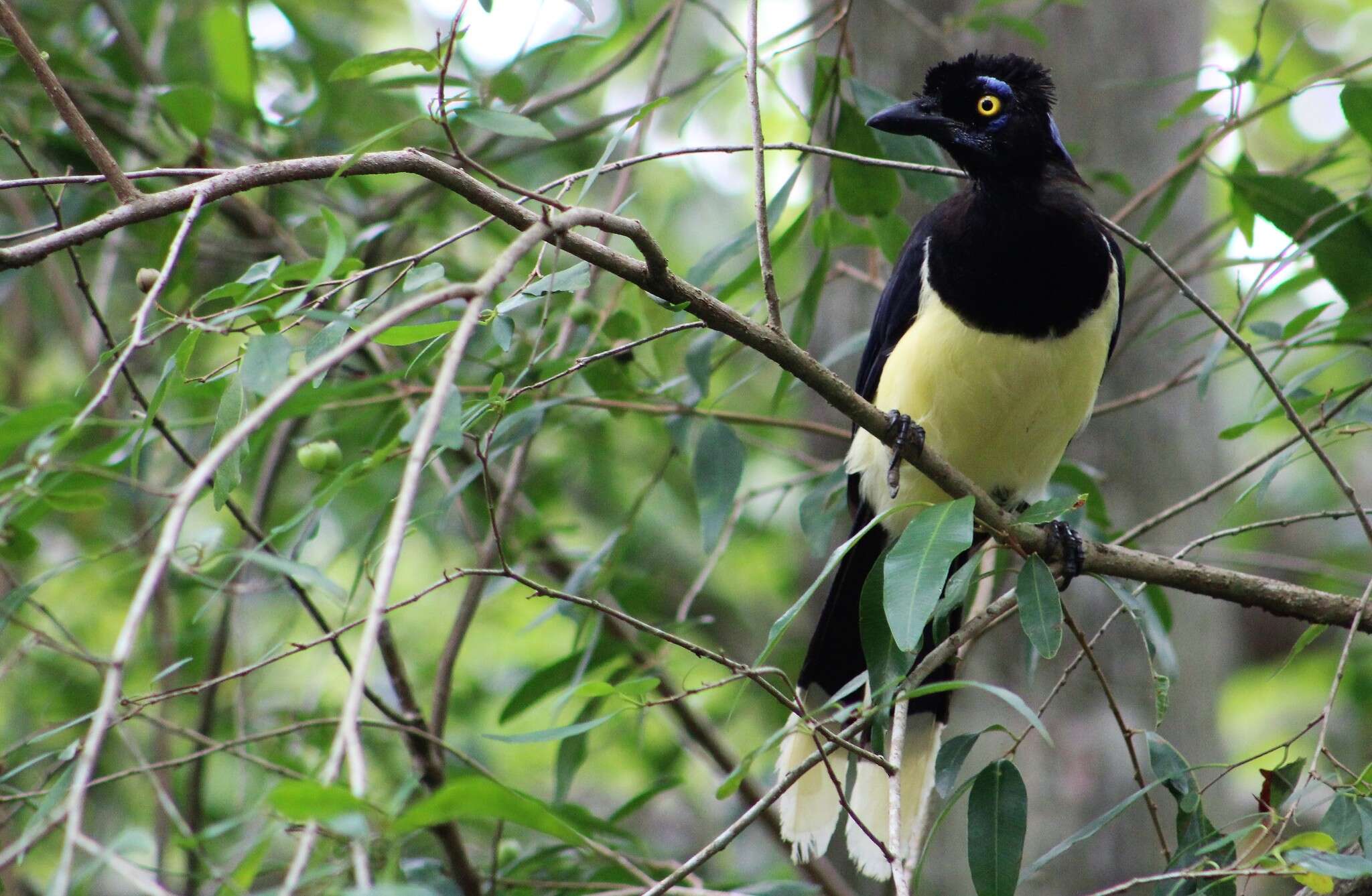 Imagem de Cyanocorax chrysops (Vieillot 1818)