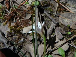 Romulea columnae subsp. assumptionis (Font Quer) O. Bolòs, Vigo, Masalles & Ninot的圖片