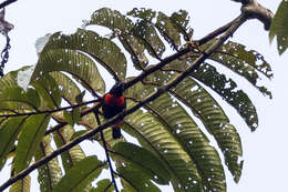 Слика од Malimbus scutatus (Cassin 1849)