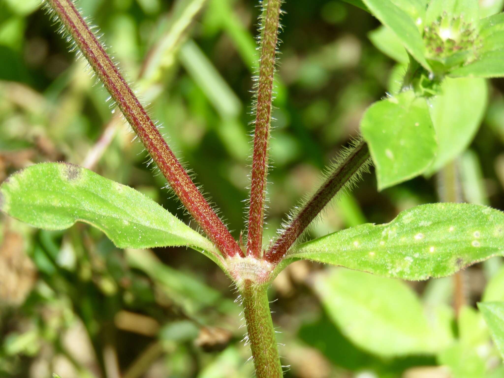 Image of rough Mexican clover