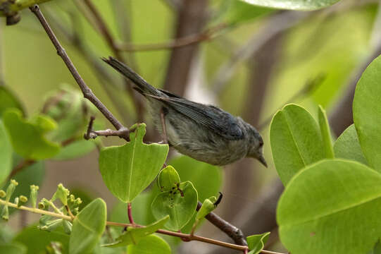 Image of Bicolored Conebill