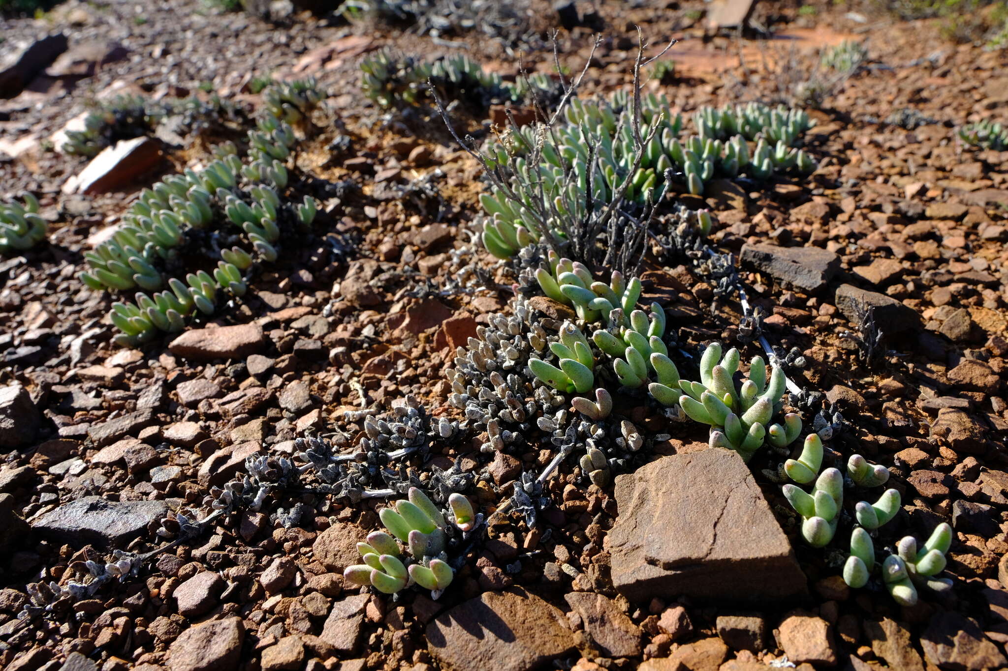 Слика од Cephalophyllum curtophyllum (L. Bol.) Schwant.