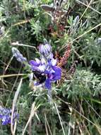 Image of Bombus funebris Smith 1854