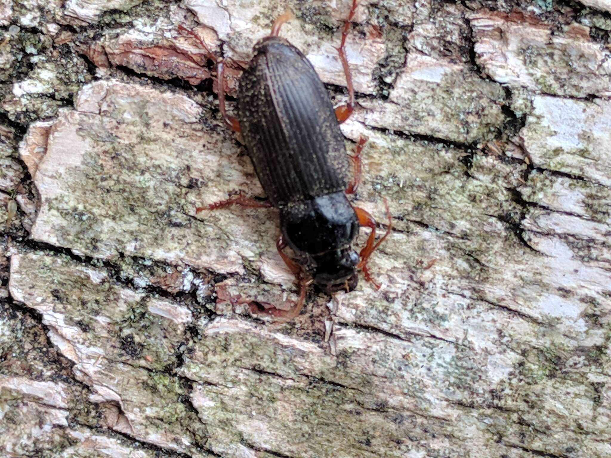 Image of Ground beetle