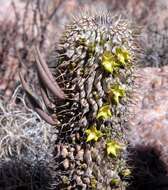 Image de Ceropegia alstonii (N. E. Br.) Bruyns