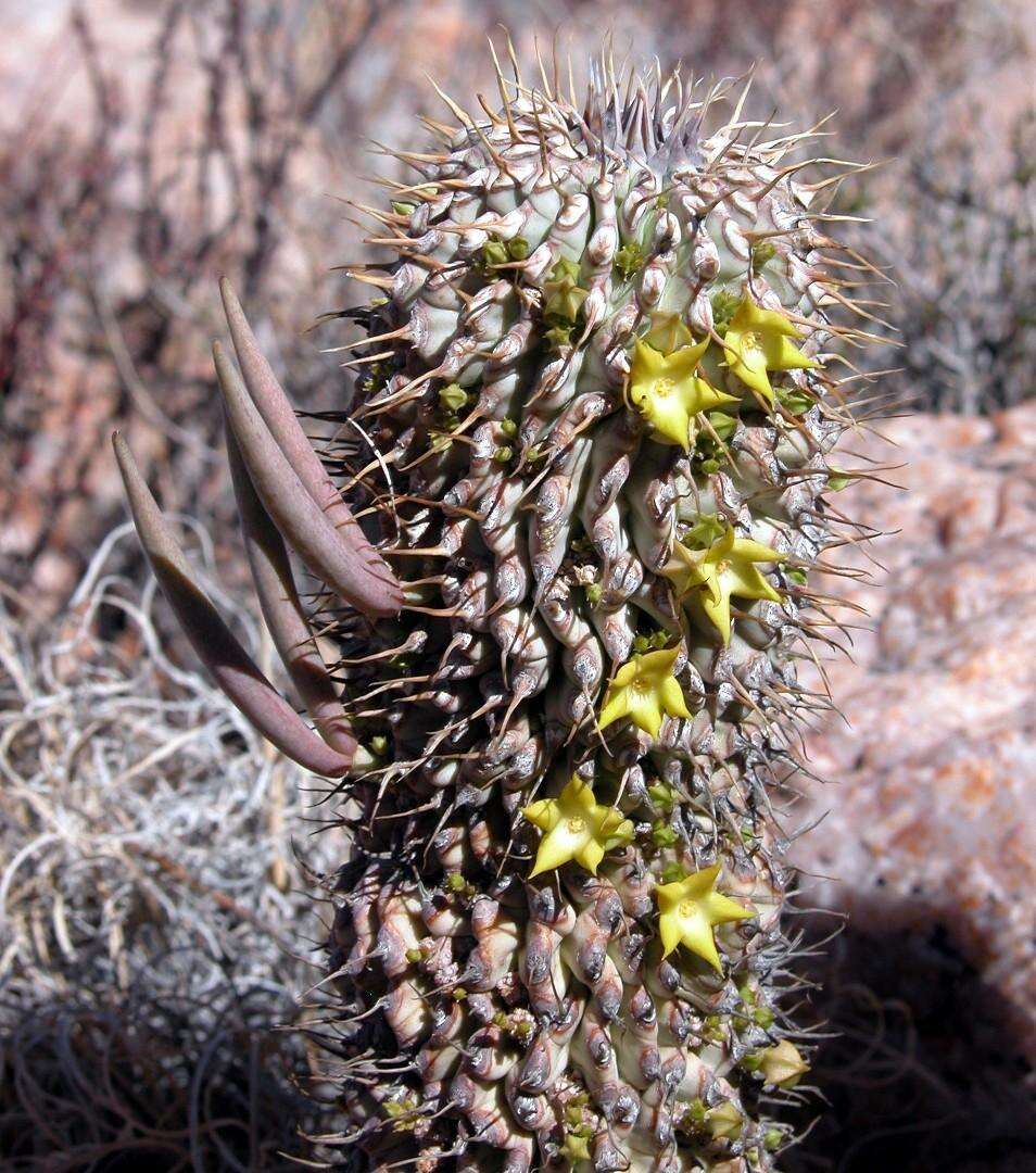 Image de Ceropegia alstonii (N. E. Br.) Bruyns