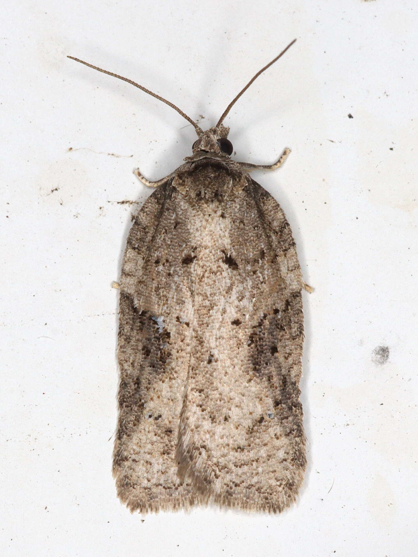 Imagem de Acleris lacordairana Duponchel 1834