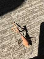 Image of California Mantis