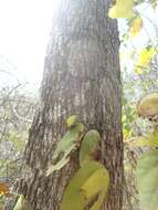 Image de Cordia gerascanthus L.