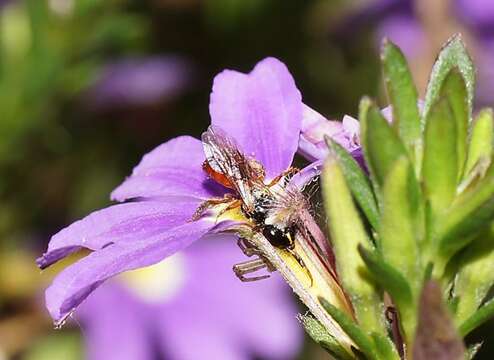 Image of Exoneura bicolor Smith 1854