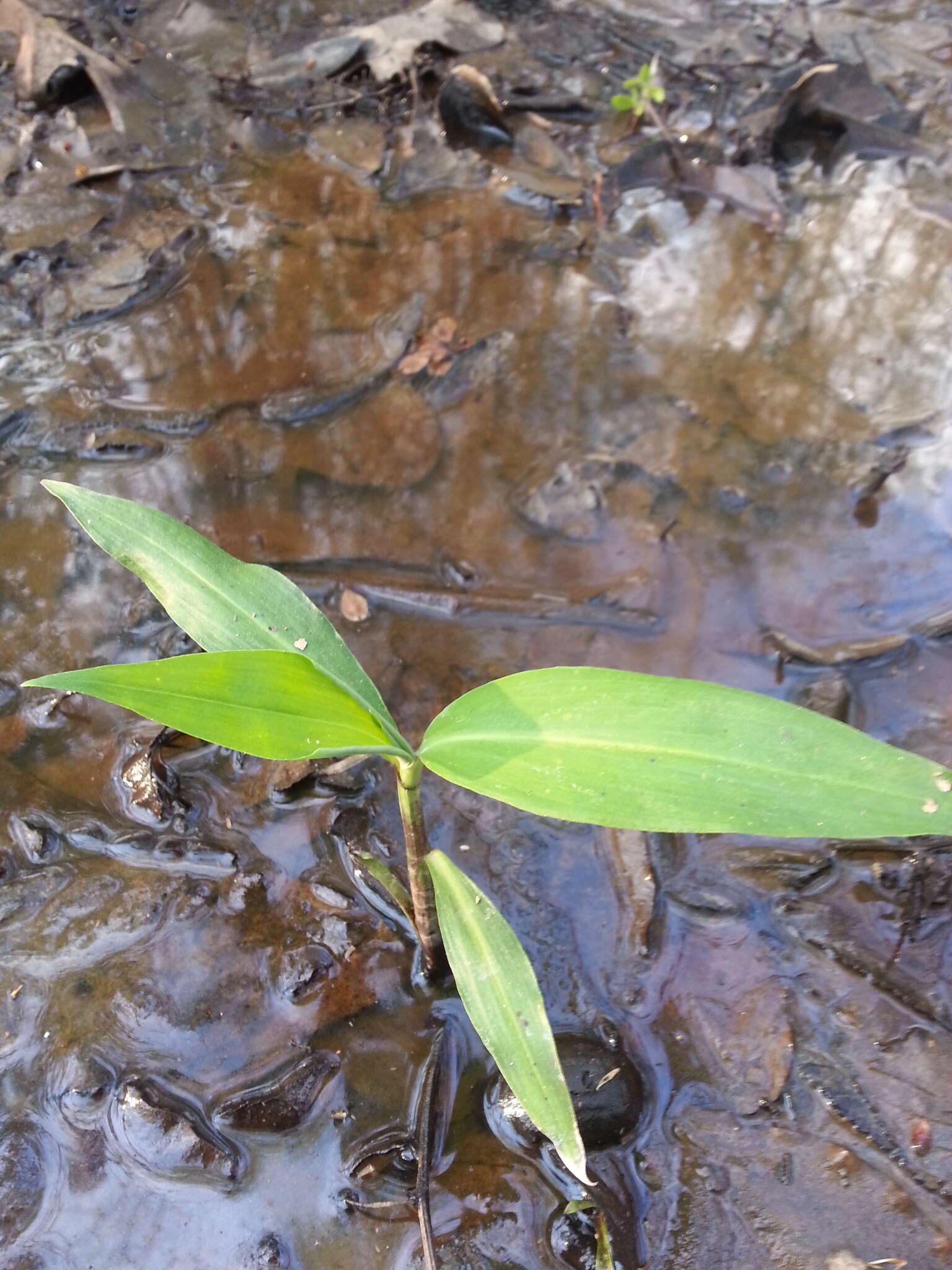 Image of Virginia dayflower