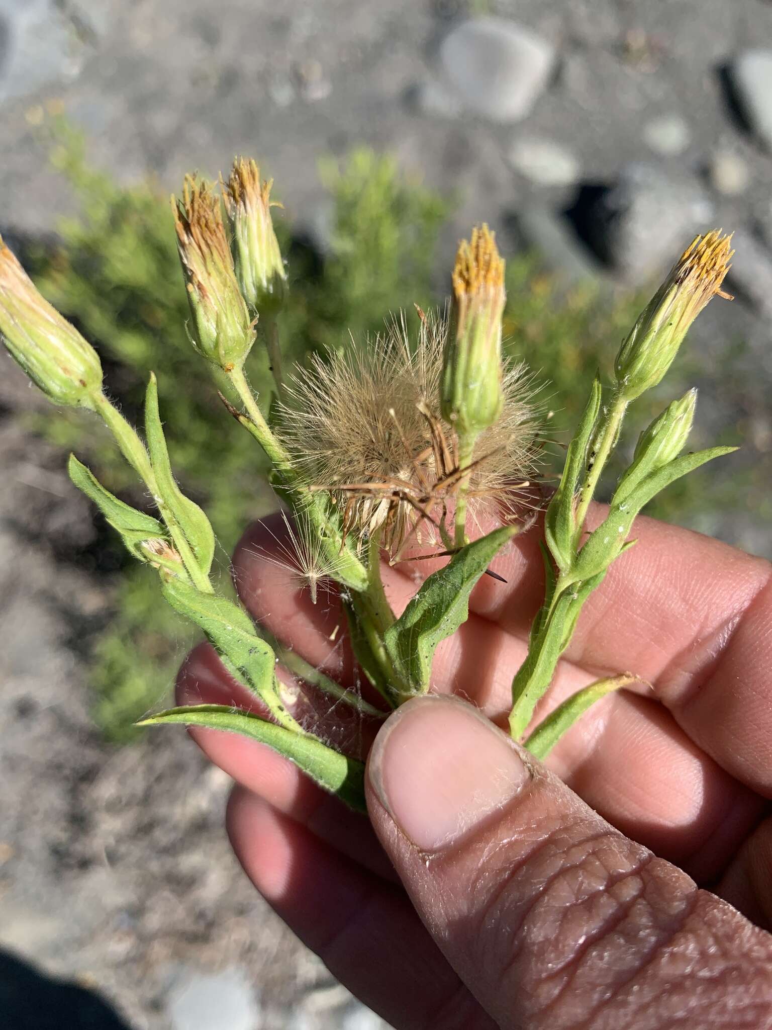 Image of Oregon False Golden-Aster