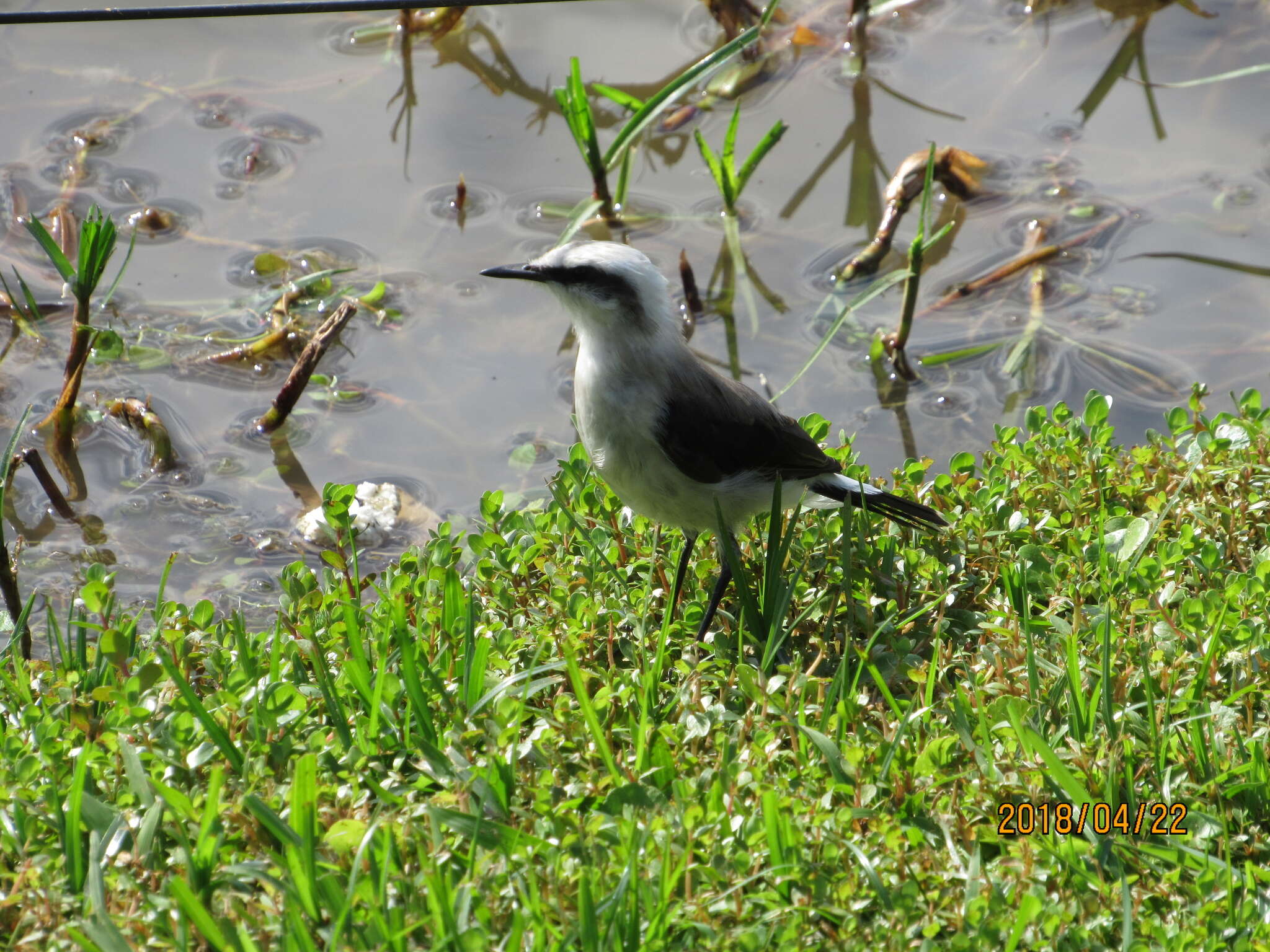 Image of Fluvicola Swainson 1827