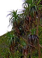 Image of mountain neinei