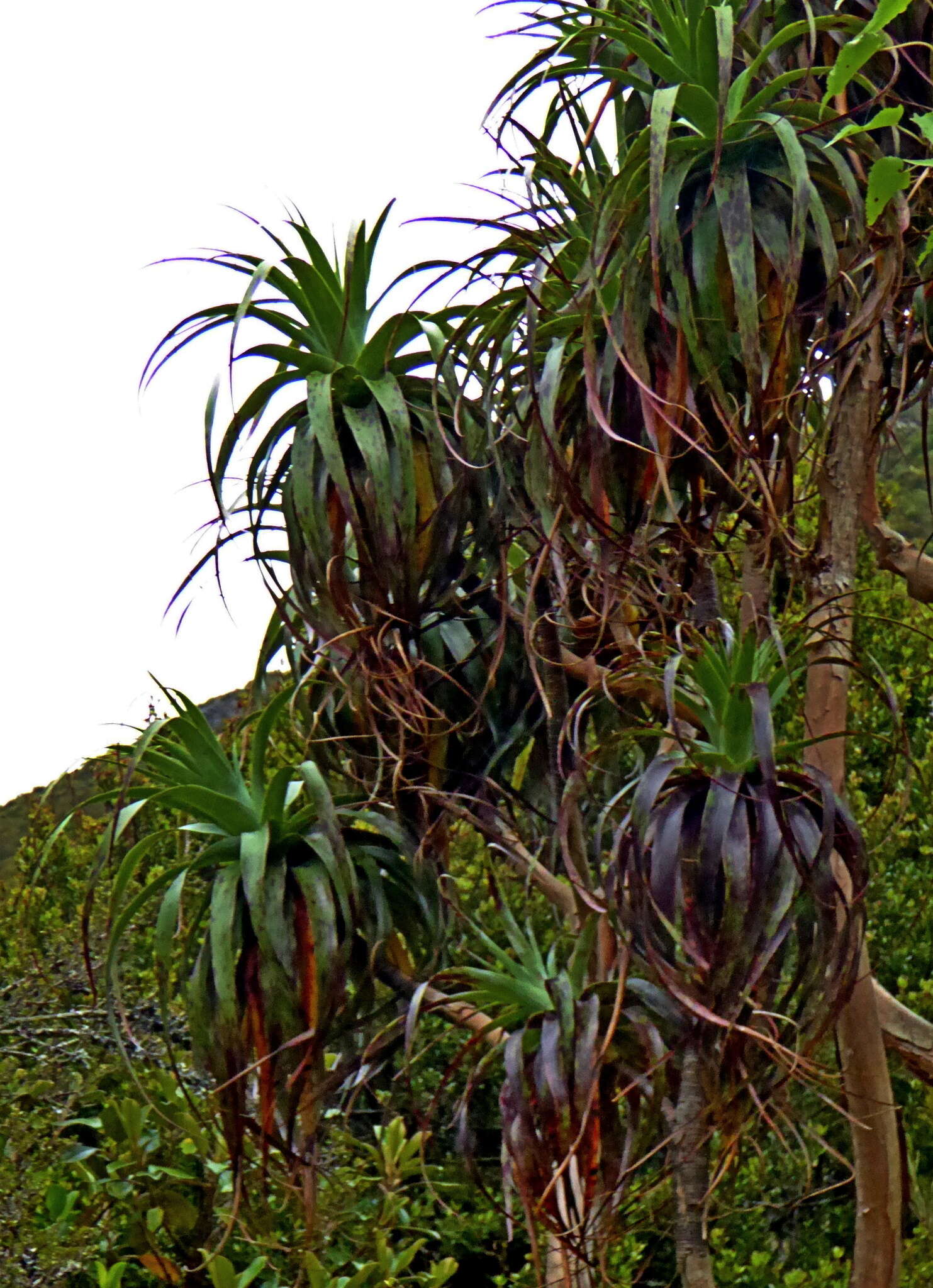 Image of mountain neinei