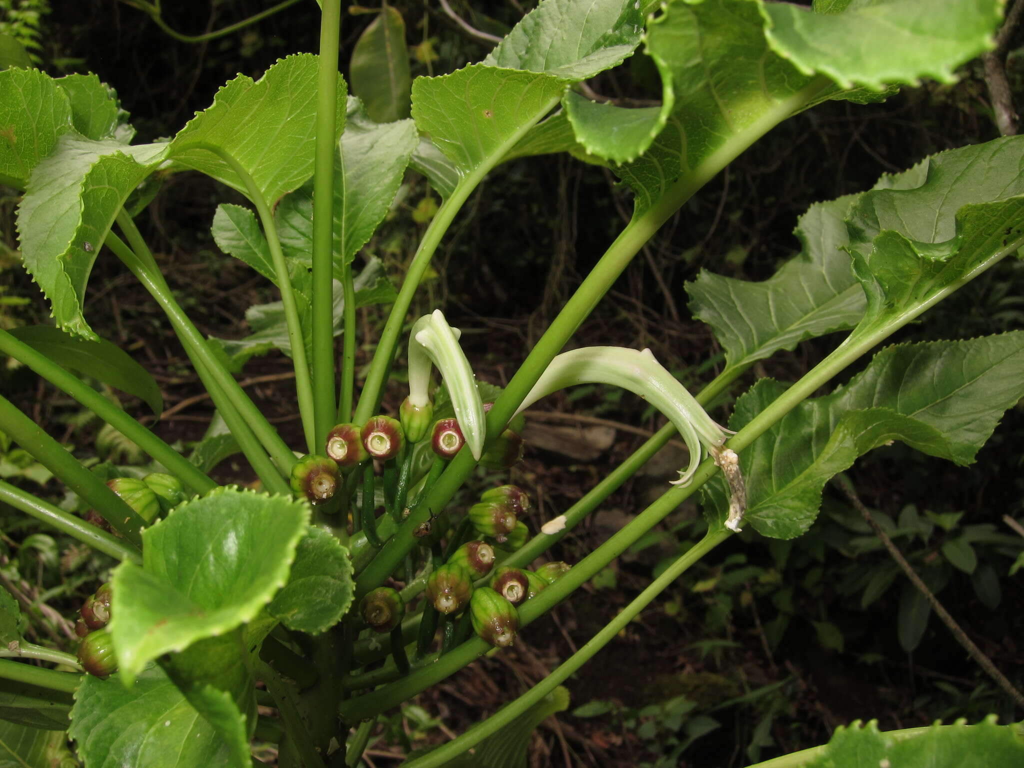 Image of Delissea waianaeensis Lammers